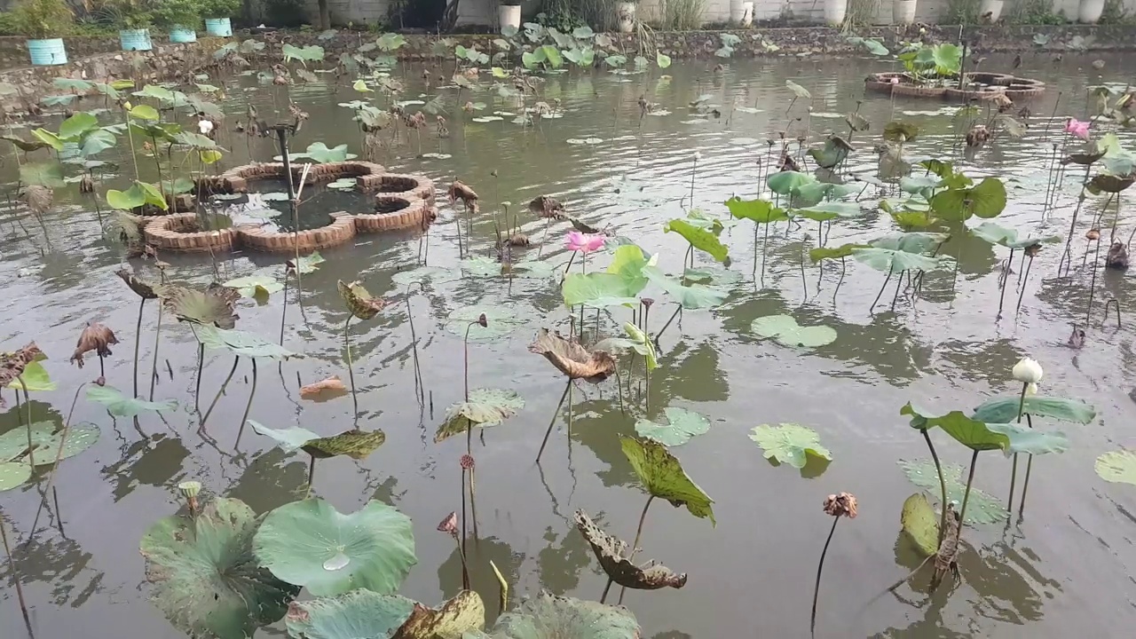 鱼塘里种着荷花视频素材