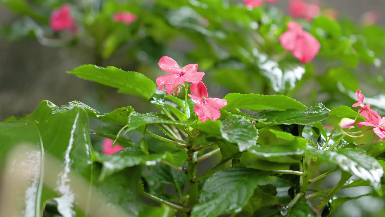 近距离的凤仙花植物仍然潮湿的晨露，俗称凤仙花视频素材