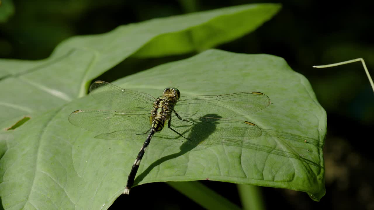 一只绿色的蜻蜓或细长的撇嘴鸟或绿色的沼泽鹰(orthetrum sabina)栖息在绿色的芋头叶子上视频素材