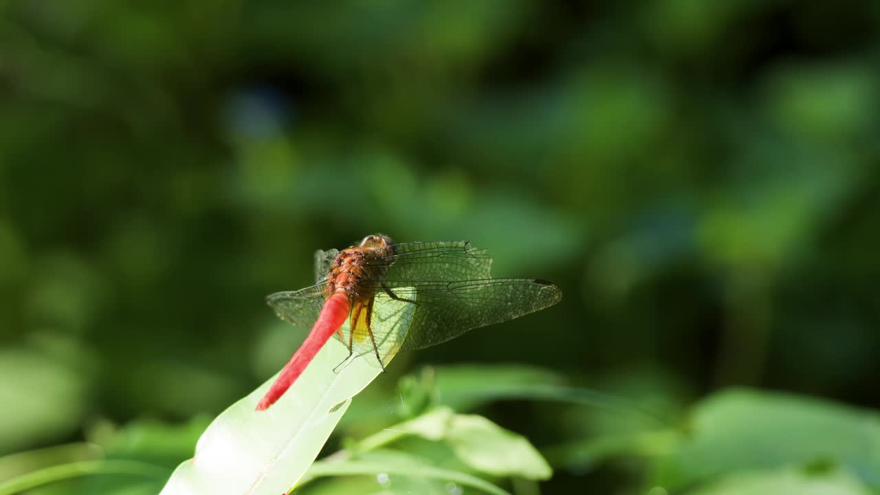 栖息在绿叶上的红蜻蜓或沟宝石(污蜻蜓)视频素材