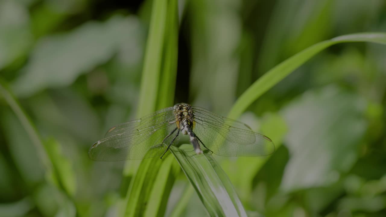 一只绿色的蜻蜓或细长的撇嘴鸟或绿色的沼泽鹰(orthetrum sabina)栖息在一片芦苇叶子上视频素材