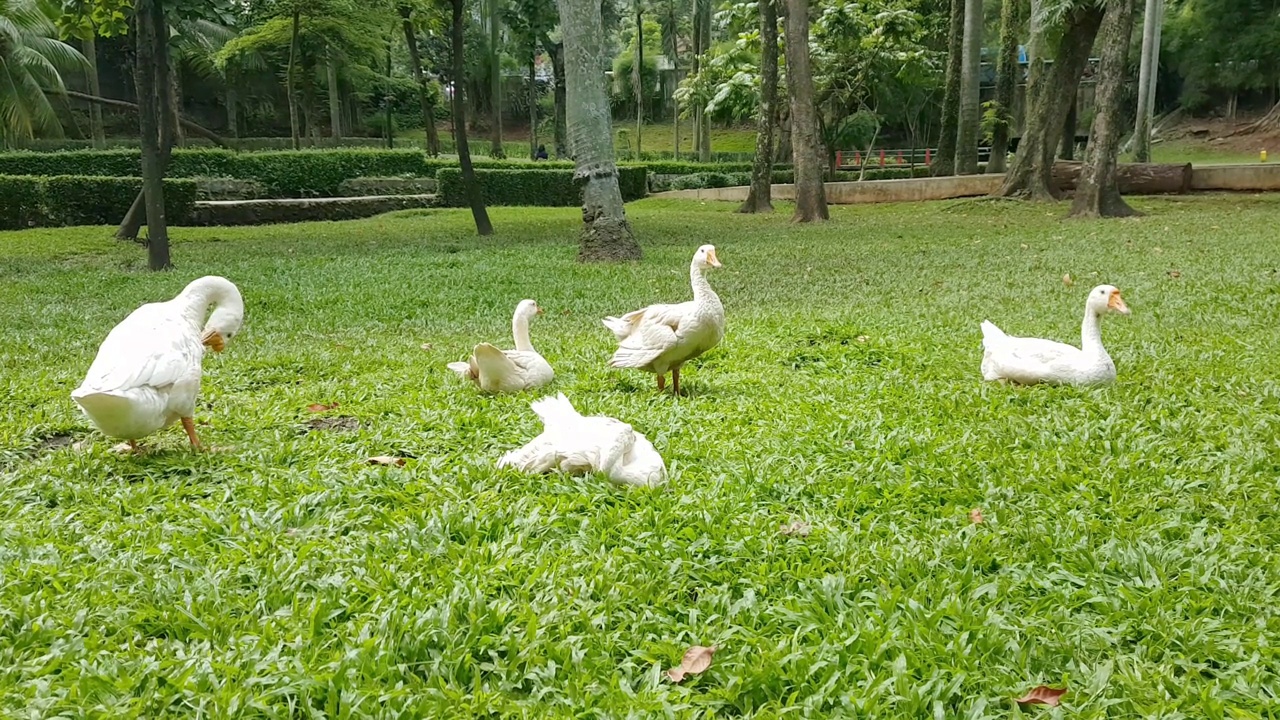 鸭子群视频素材