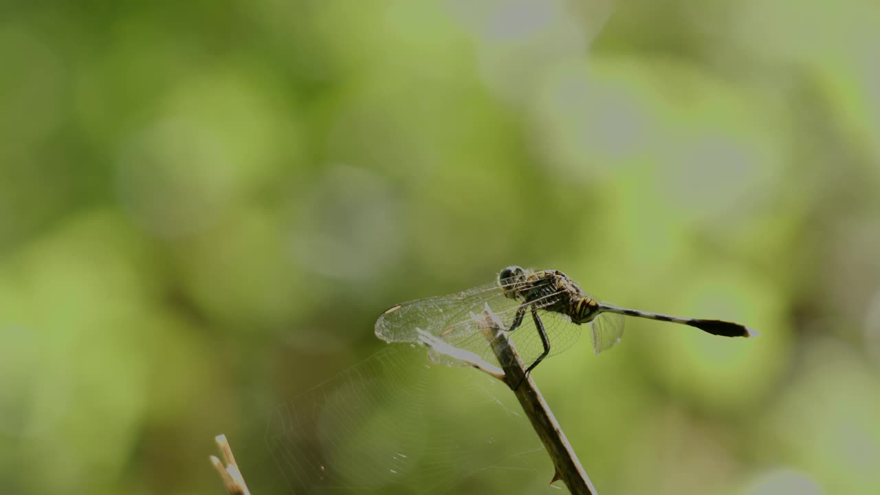 一只绿色的蜻蜓、纤细的撇嘴鸟或绿色的沼泽鹰(orthetrum sabina)栖息在一根折断的树枝上视频素材