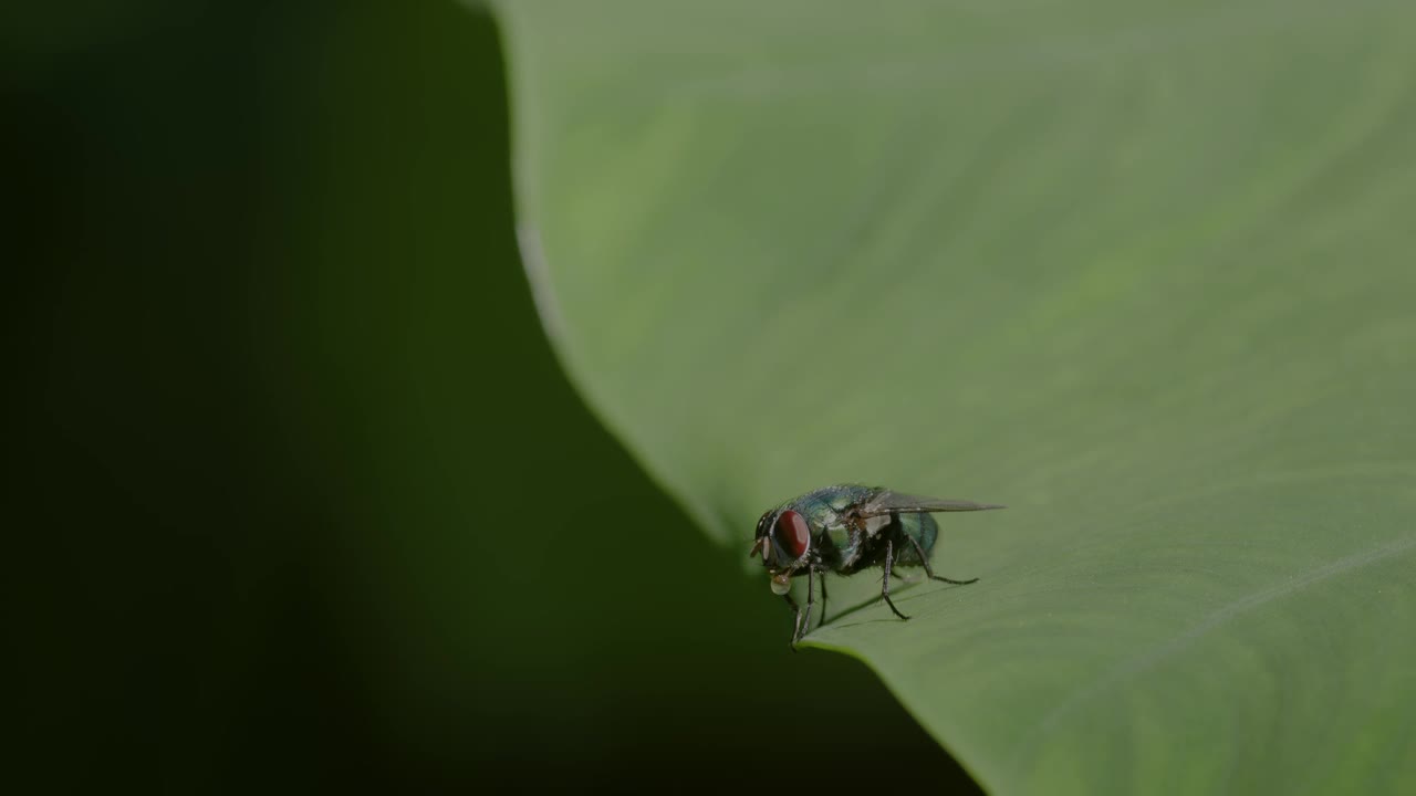 一只普通的绿瓶蝇(Lucilia sericata)栖息在一片绿叶的表面，嘴里吐出白色的气泡视频素材