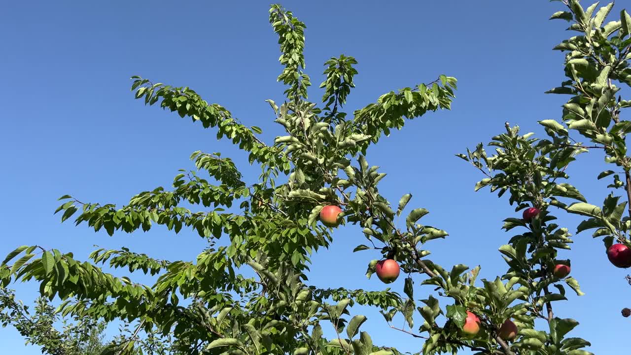 夏日花园里的一棵苹果树，在晴朗的蓝天映衬下，结满了成熟的红色果实。视频素材