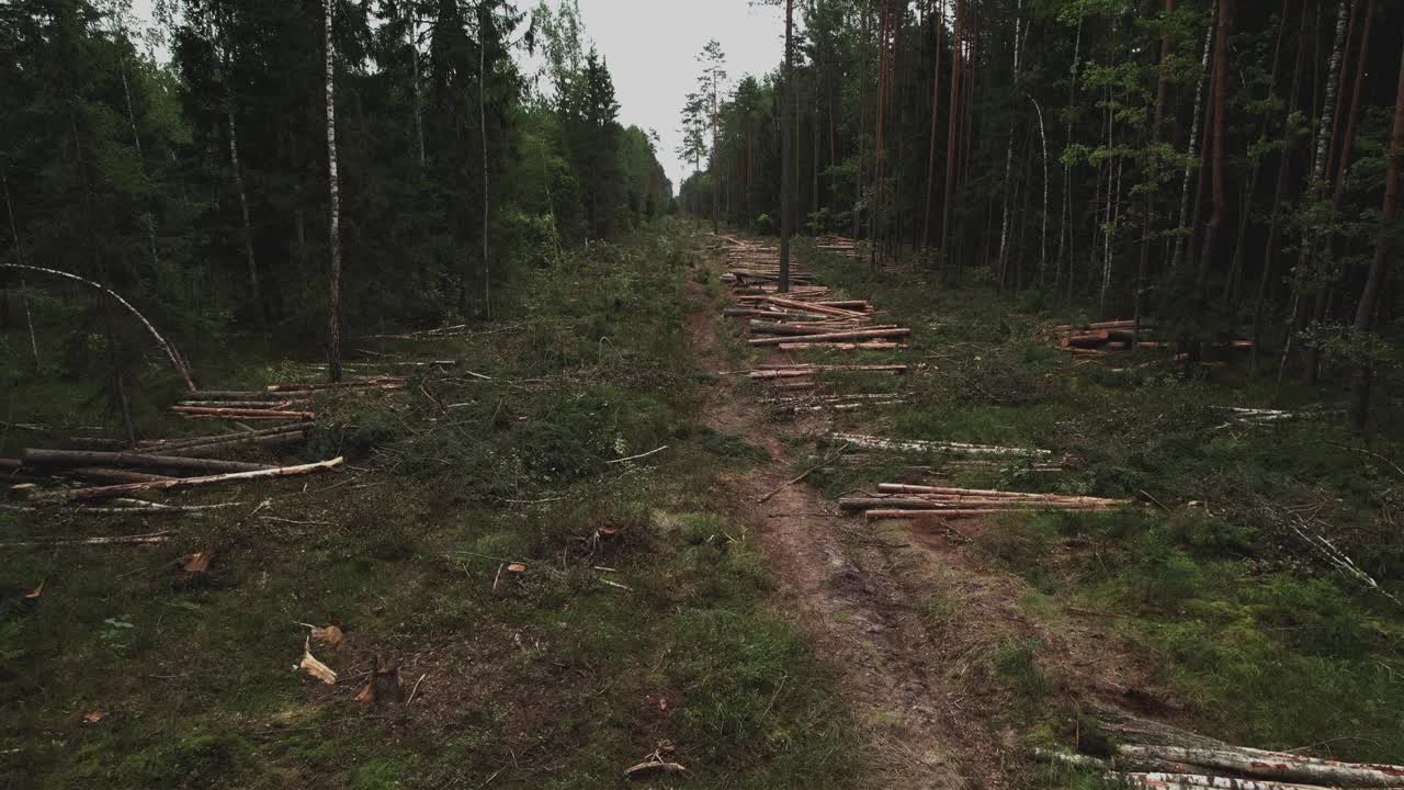 砍伐森林和非法采伐。砍树。视频素材