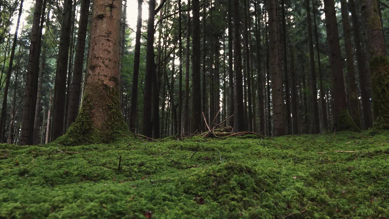 美丽的滑块拍摄在一个神奇的森林与苔藓地面。视频素材