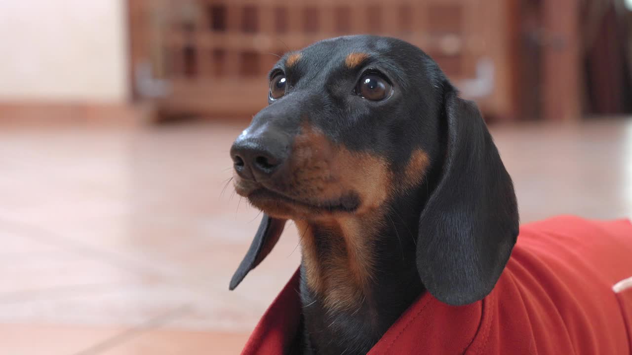 腊肠犬疑惑地看着主人，试图吠叫，正面。视频素材