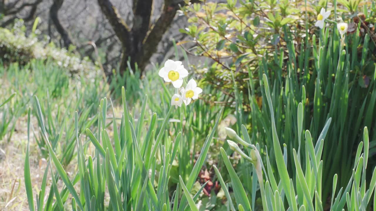 初春的水仙花在风中摇曳视频素材