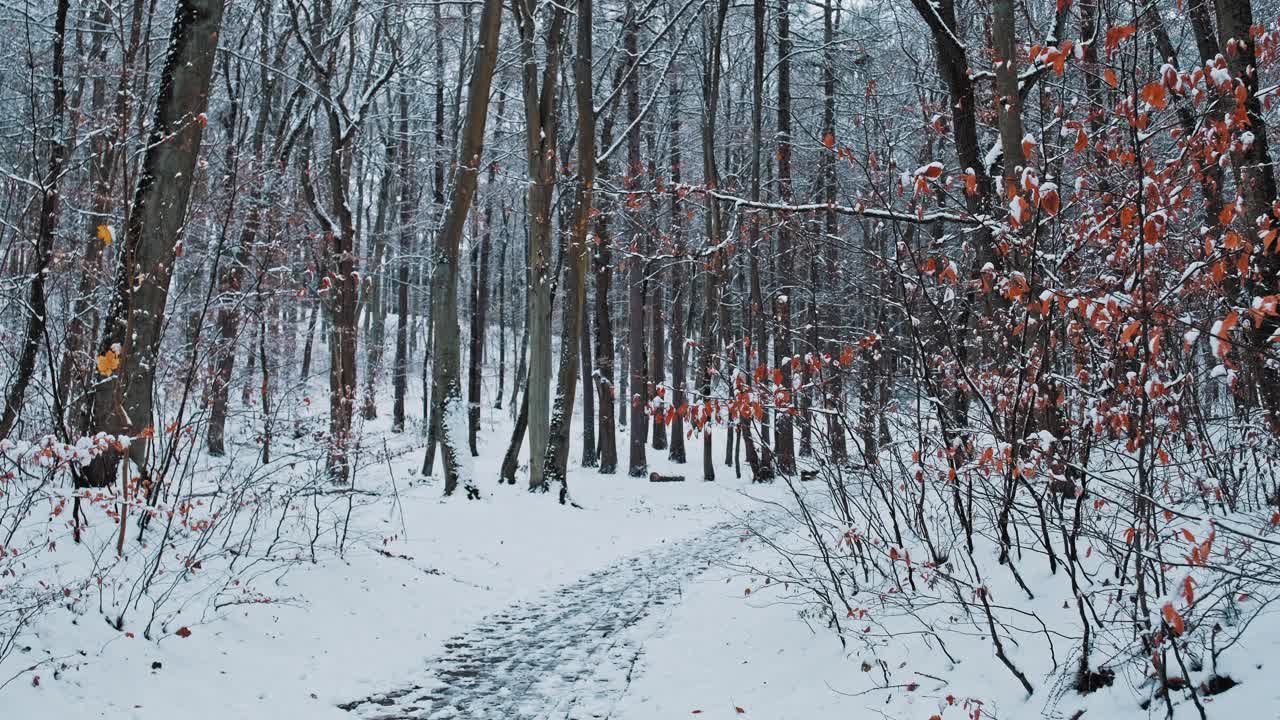 在寒冷的冬日里，白雪覆盖着森林小径视频素材