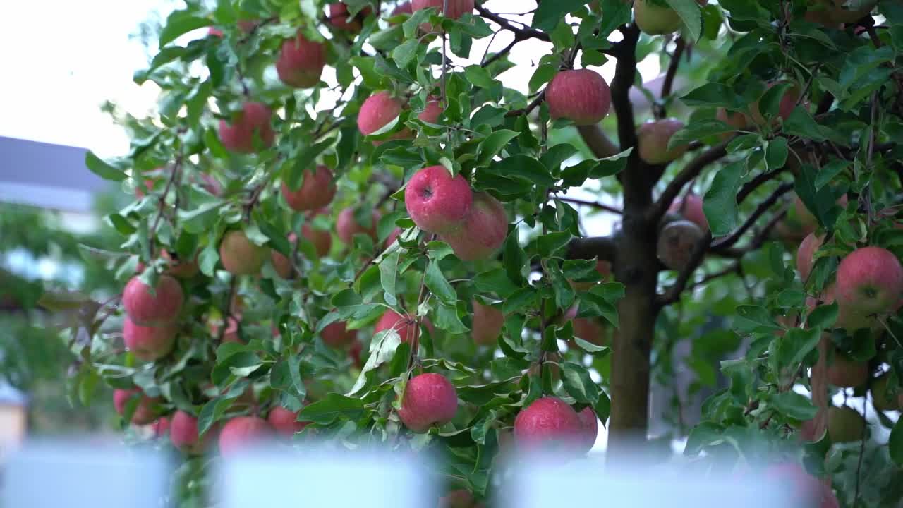 果园里收获的红苹果在树上特写。前景中白色栅栏的流畅运动。丰饶的果树丰收视频素材