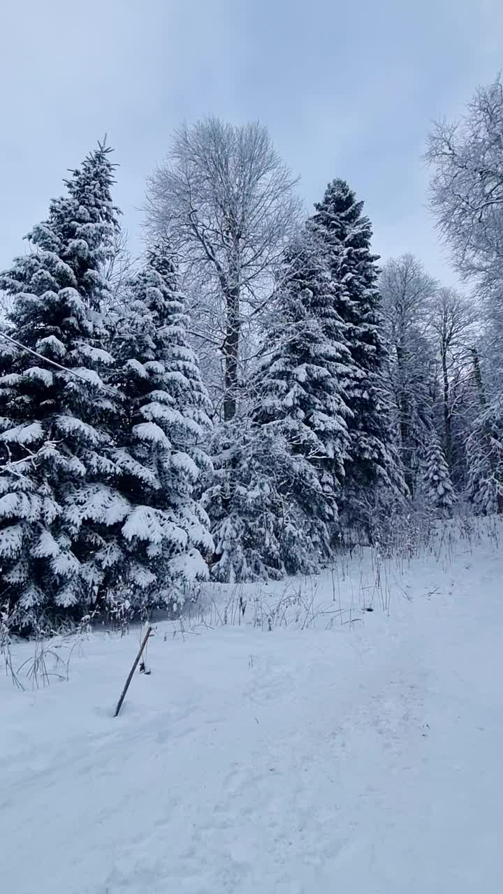 冬季山地景观。森林和山脉被白雪覆盖。视频素材