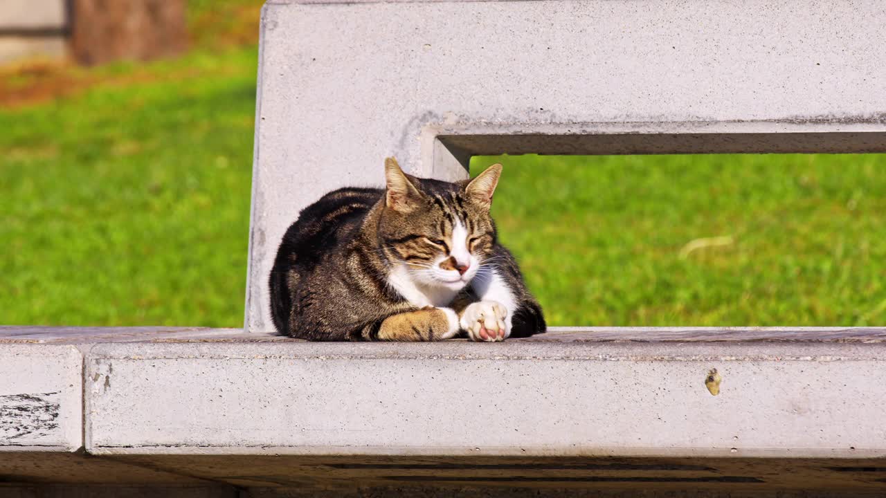 坐在水泥地板上打盹的流浪猫视频素材