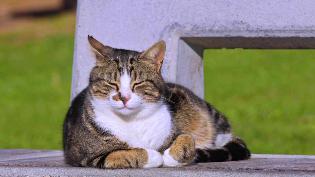 坐在水泥地板上打盹的流浪猫视频素材