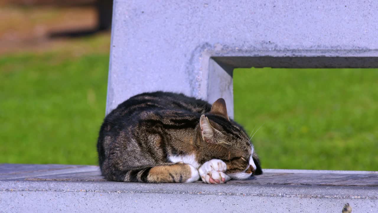 坐在水泥地板上打盹的流浪猫视频素材