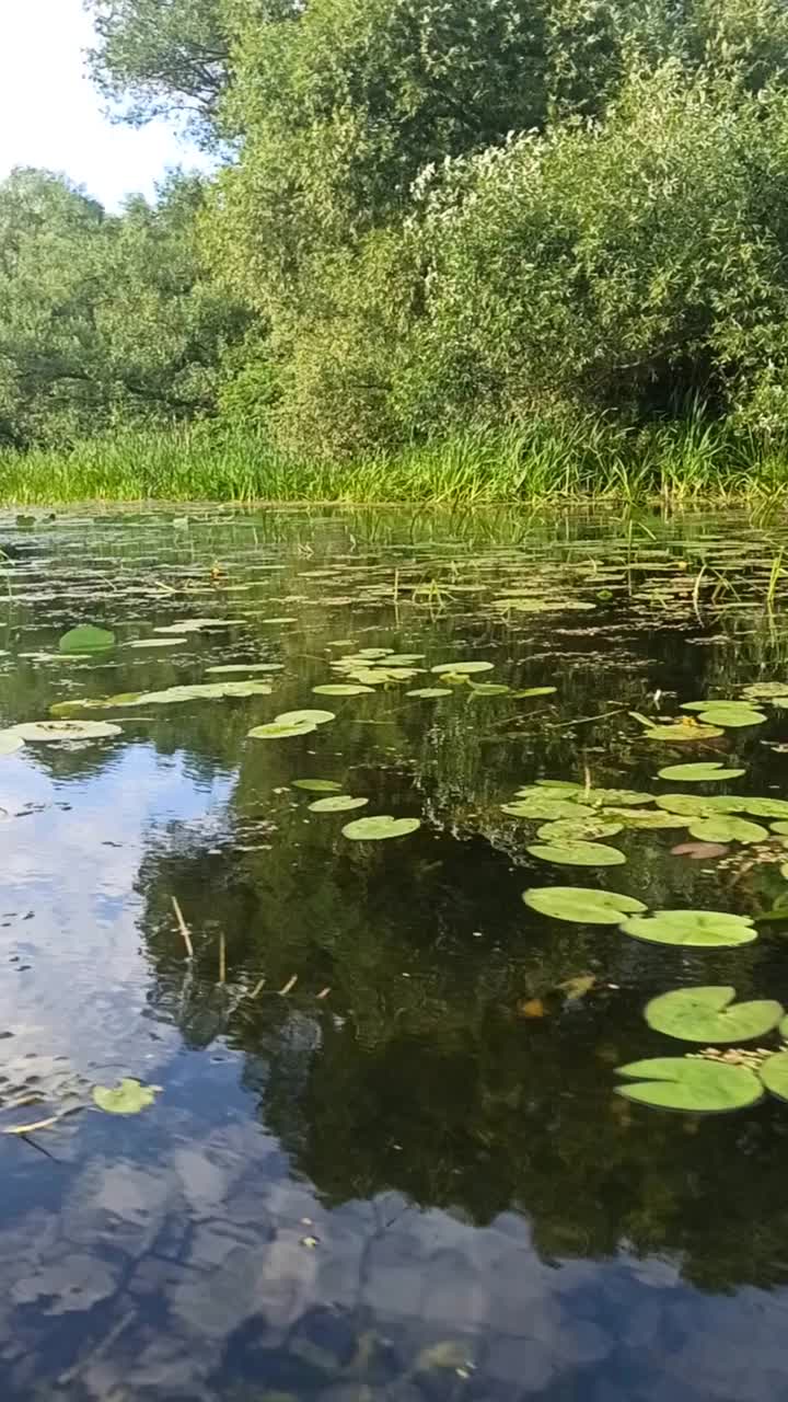 河上睡莲，皮划艇视频下载