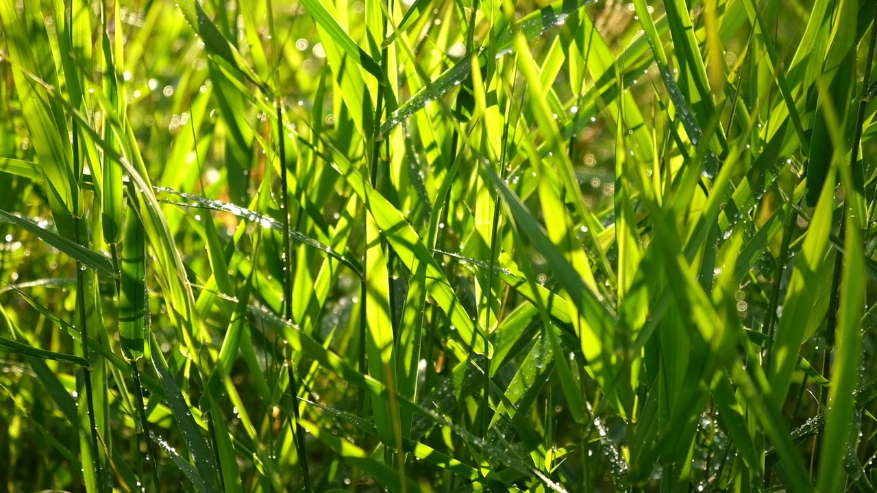 阳光下鲜亮的绿草。关闭了。绿色的草坪背景。草地:在田野中生长的新草的质地在温暖的日落或日出时间草地。宁静的自然风光。金色的小时。绿色植物。视频素材