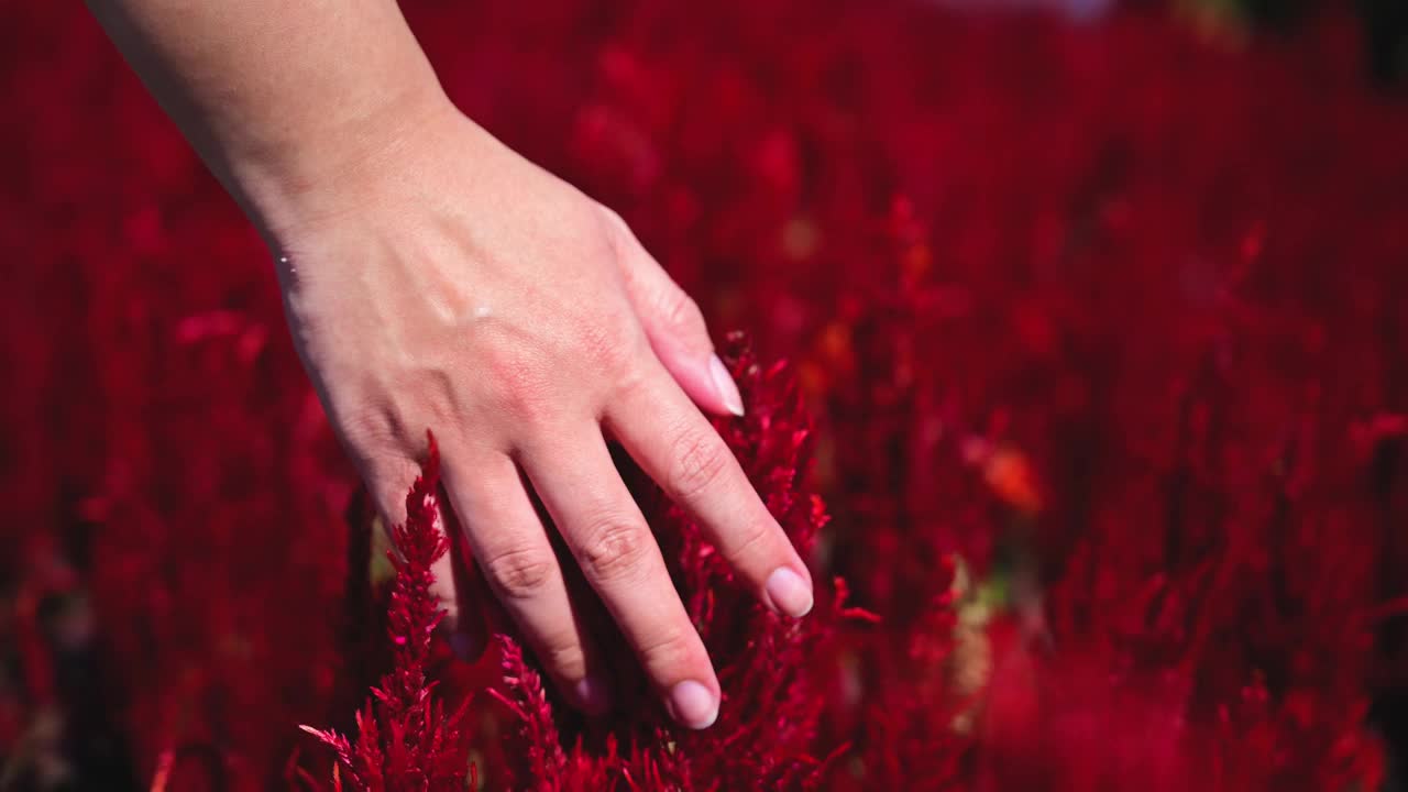 美丽的女人的手走着，抚摸着盛开的花园田野里的红色花朵。视频素材