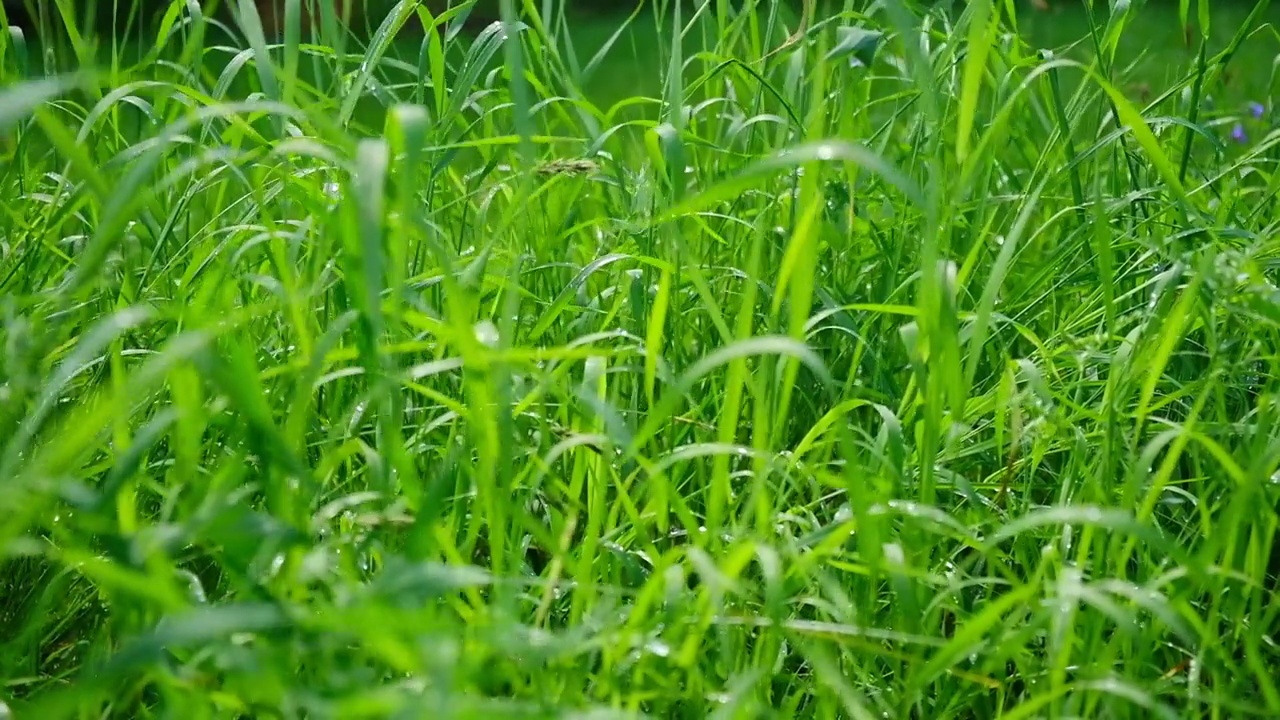 多汁的亮绿色草，夏雨后有水滴。在田间生长的新叶片的纹理。抽象的自然背景。高高的草在微风中摇曳。Poa植物背景视频素材