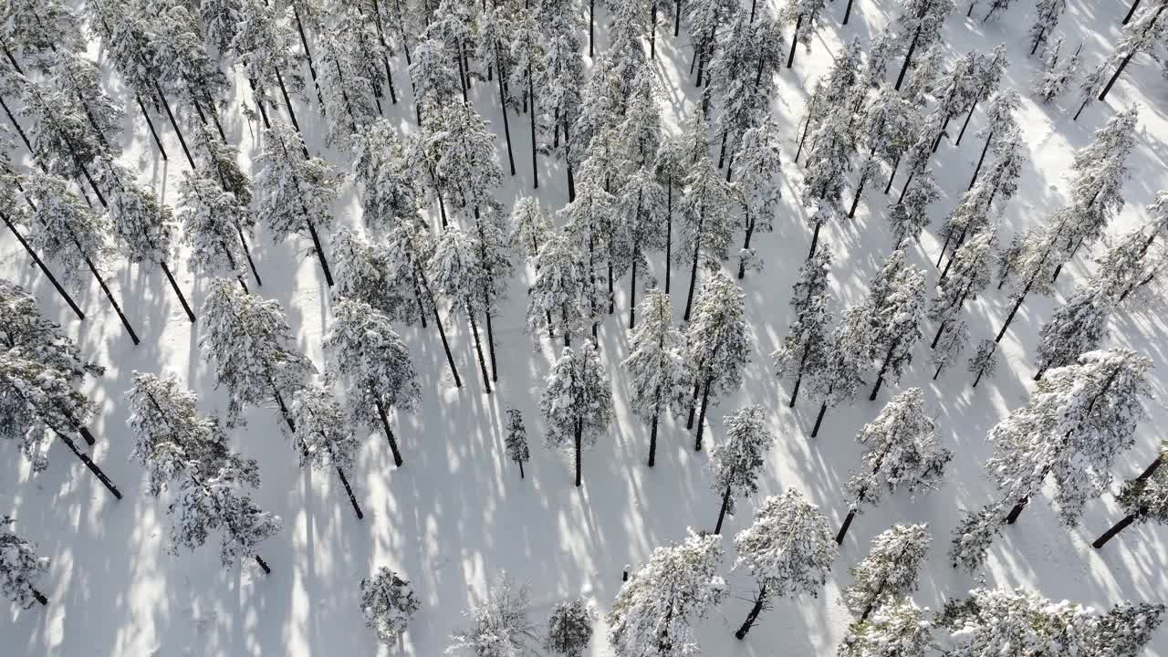 森林中被雪覆盖的树木的空中透视视频素材