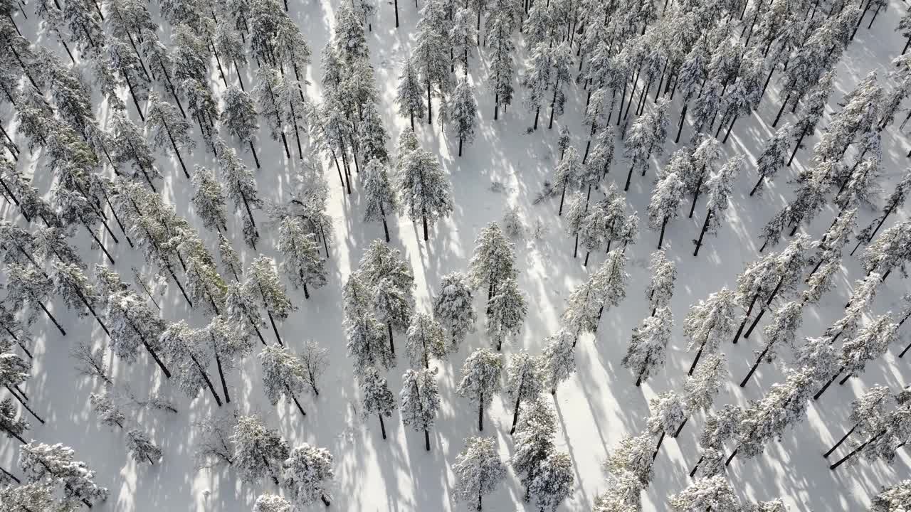 大雪覆盖了山上的树木视频素材