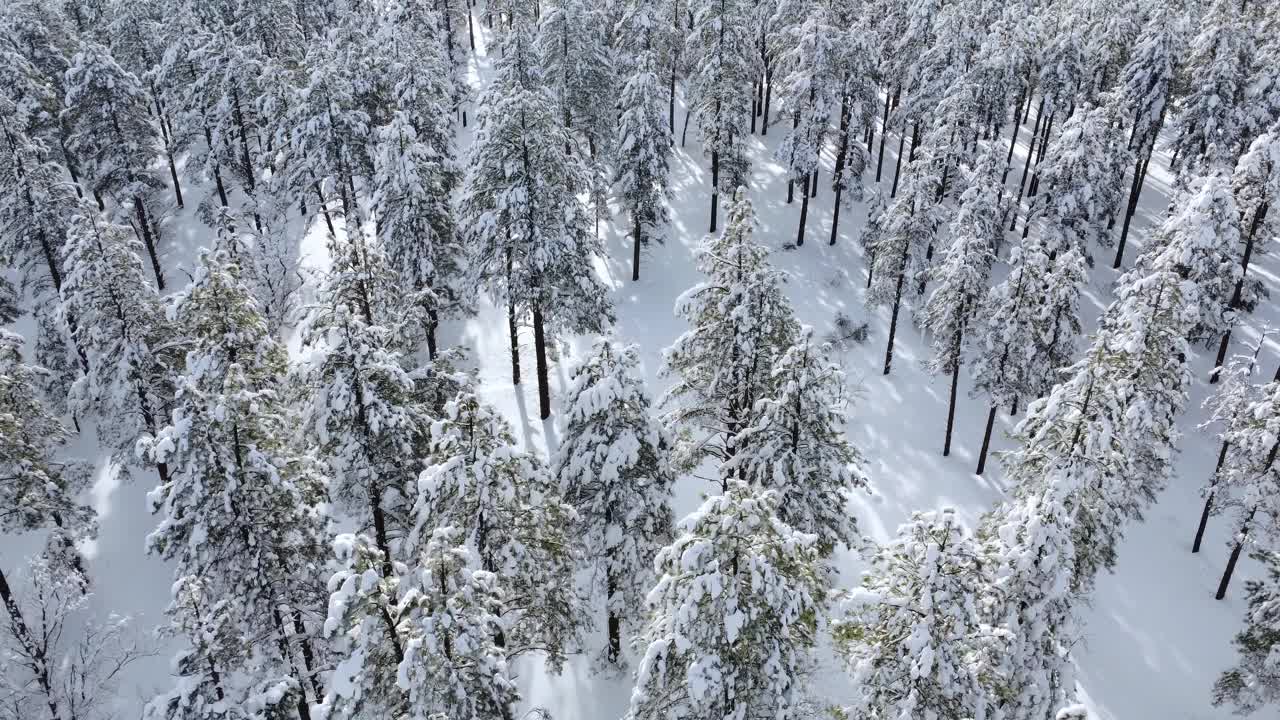 森林中被雪覆盖的树木的空中透视视频素材