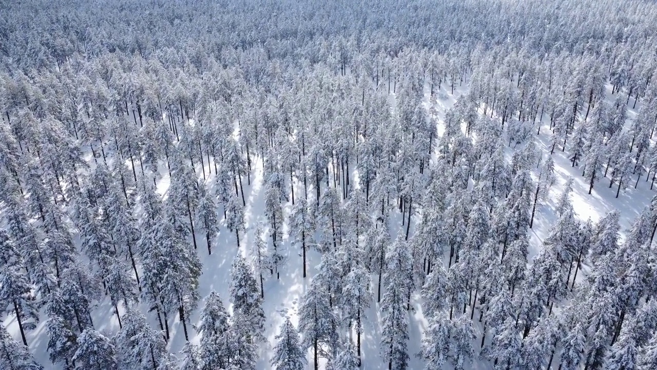 大雪覆盖了山上的树木视频素材