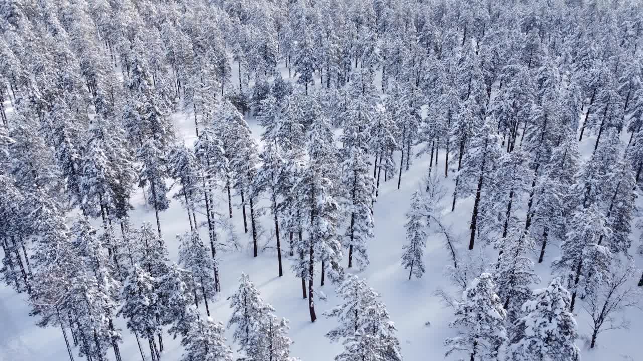 大雪覆盖了山上的树木视频素材