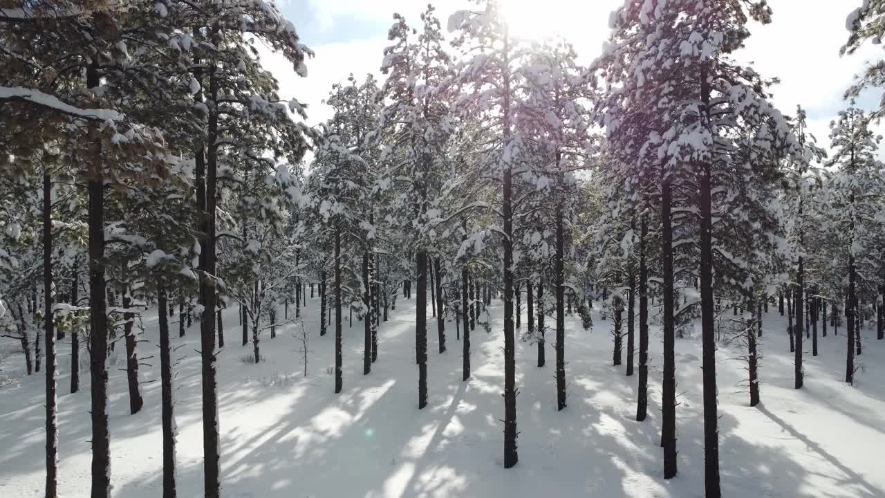 大雪覆盖了山上的树木视频素材