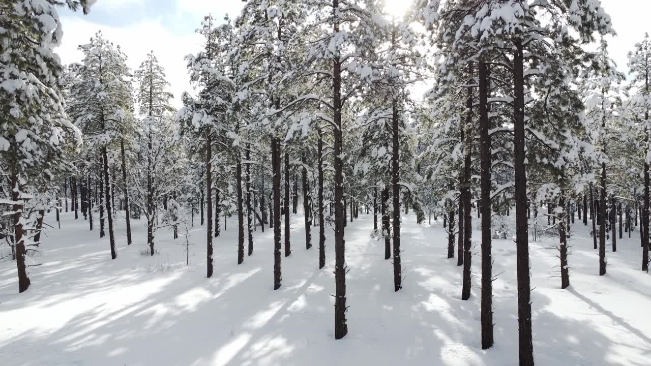 大雪覆盖了山上的树木视频素材