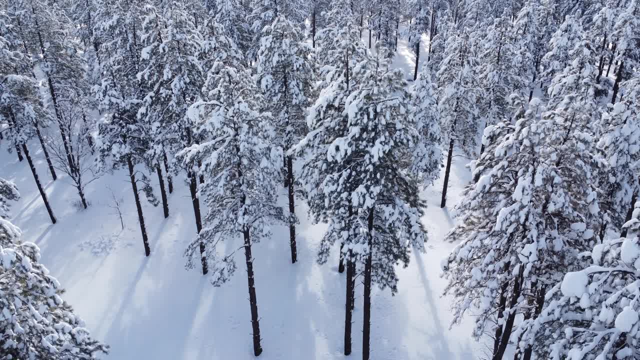 大雪覆盖了山上的树木视频素材