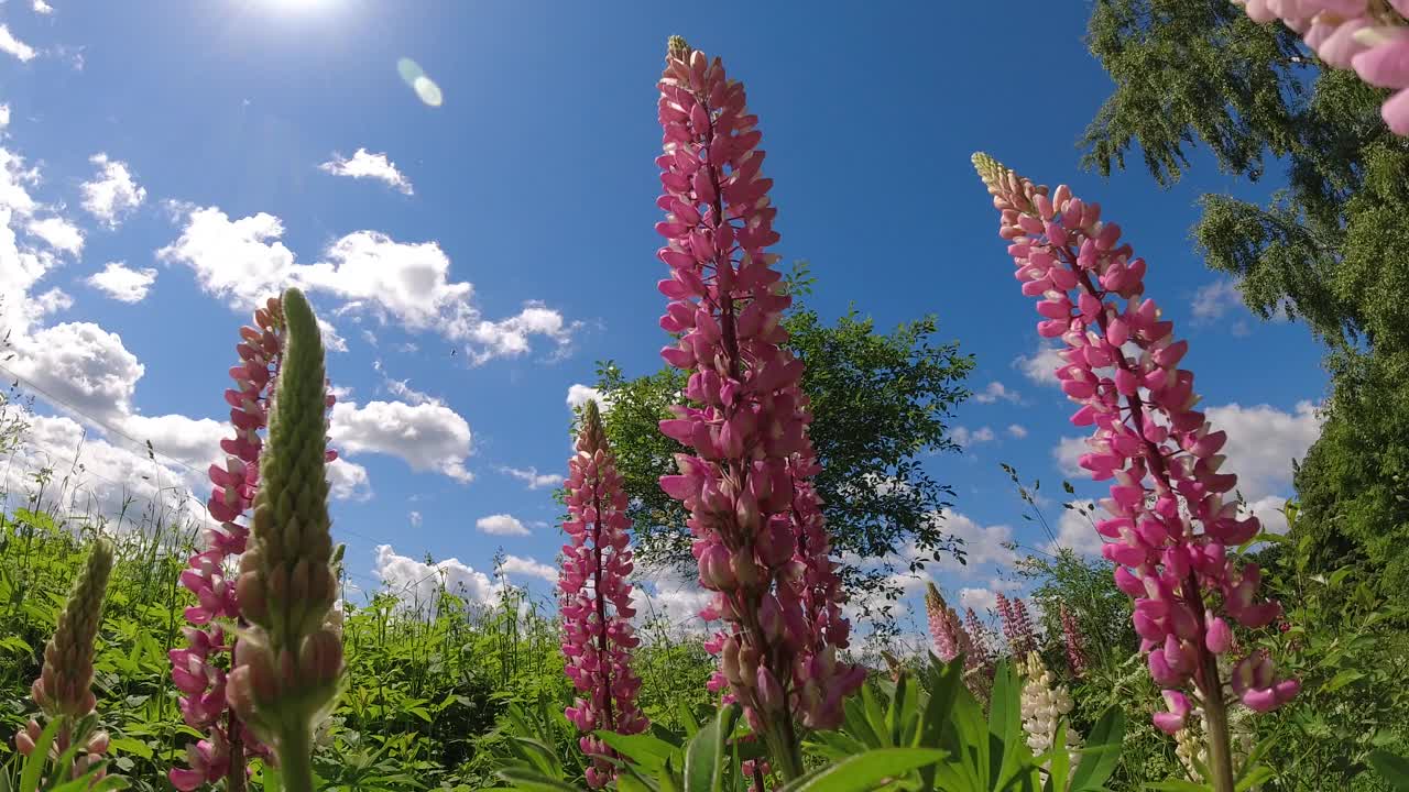 田野里朵朵羽扇花，白云飘动，时光流逝视频素材