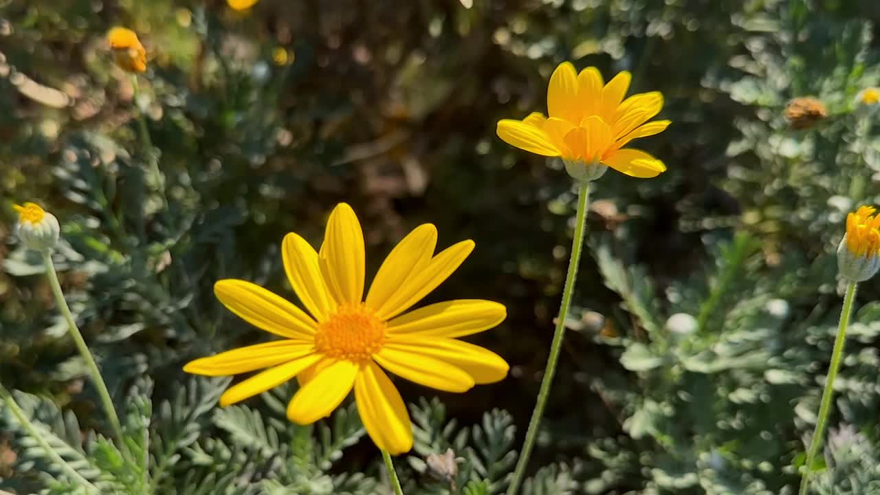 美丽的黄花和一只蜜蜂视频素材