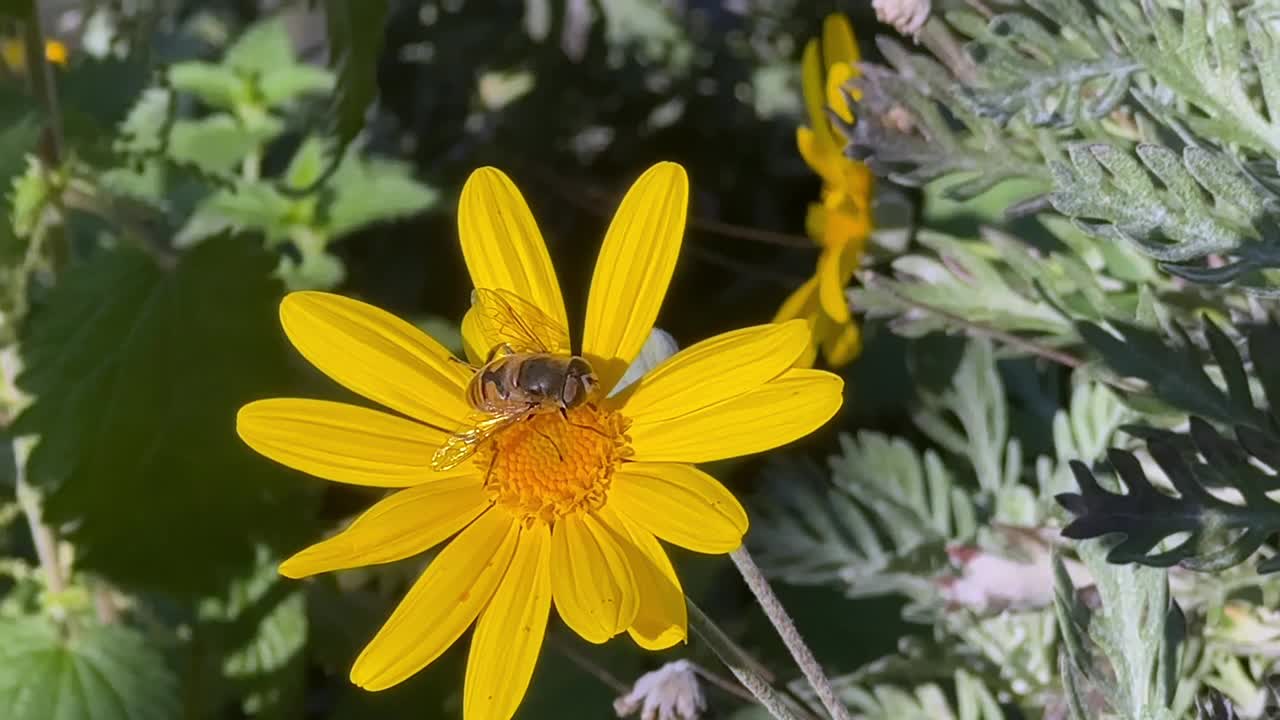 美丽的黄花和一只蜜蜂视频素材