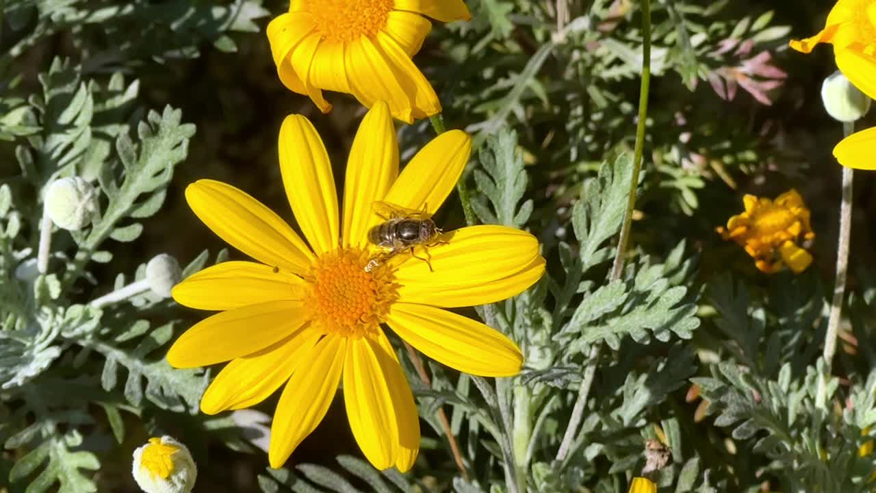 美丽的黄花和一只蜜蜂视频素材