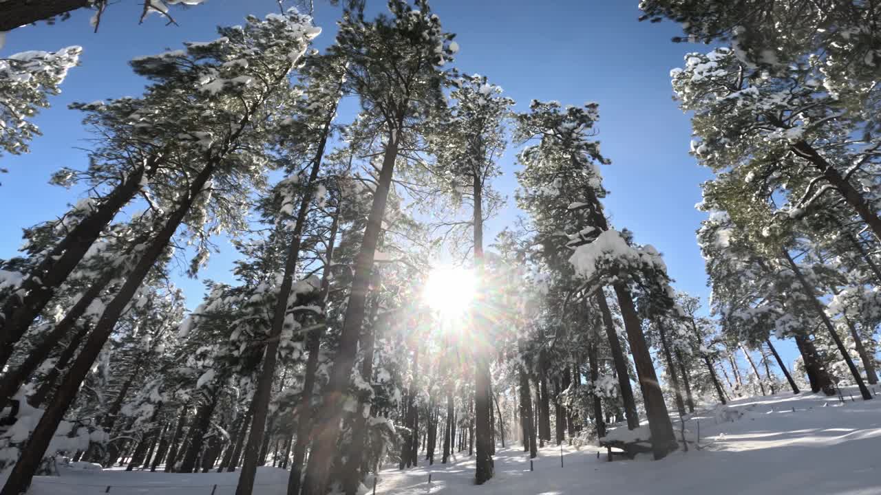 大雪覆盖了山上的树木视频素材