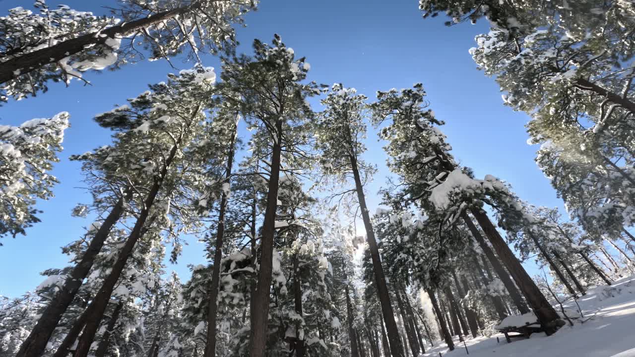 大雪覆盖了山上的树木视频素材