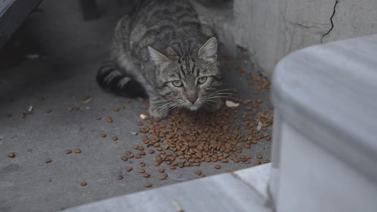 这只流浪猫在伊斯坦布尔街头吃干猫粮。视频素材