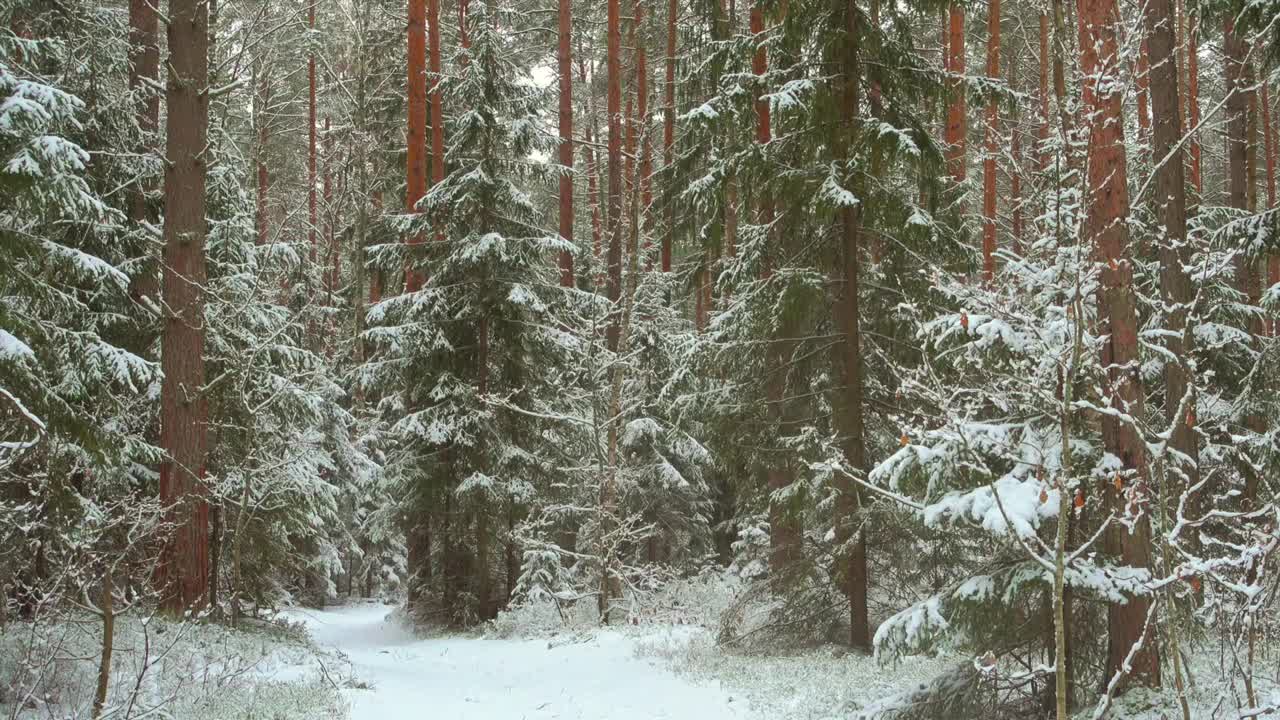 美丽的冬季森林和飘落的雪的视频。乡间小路视频素材