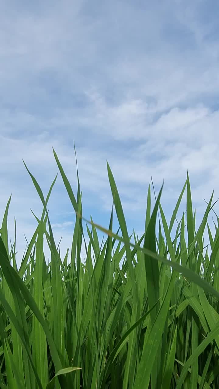 稻田的垂直视频与天空背景视频素材