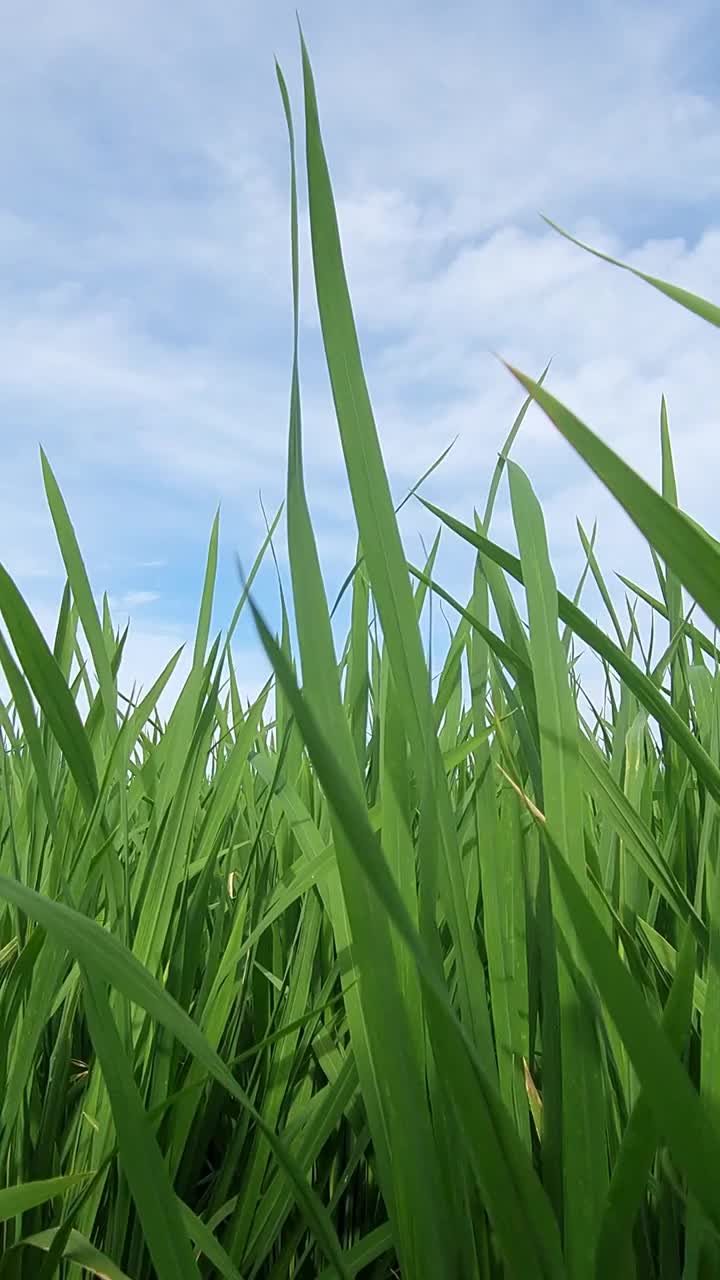 稻田的垂直视频与天空背景视频素材