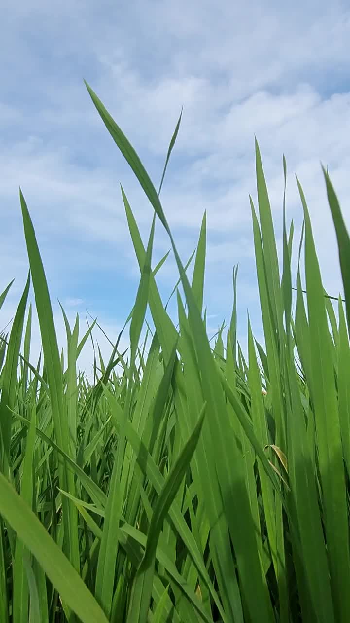 稻田的垂直视频与天空背景视频素材