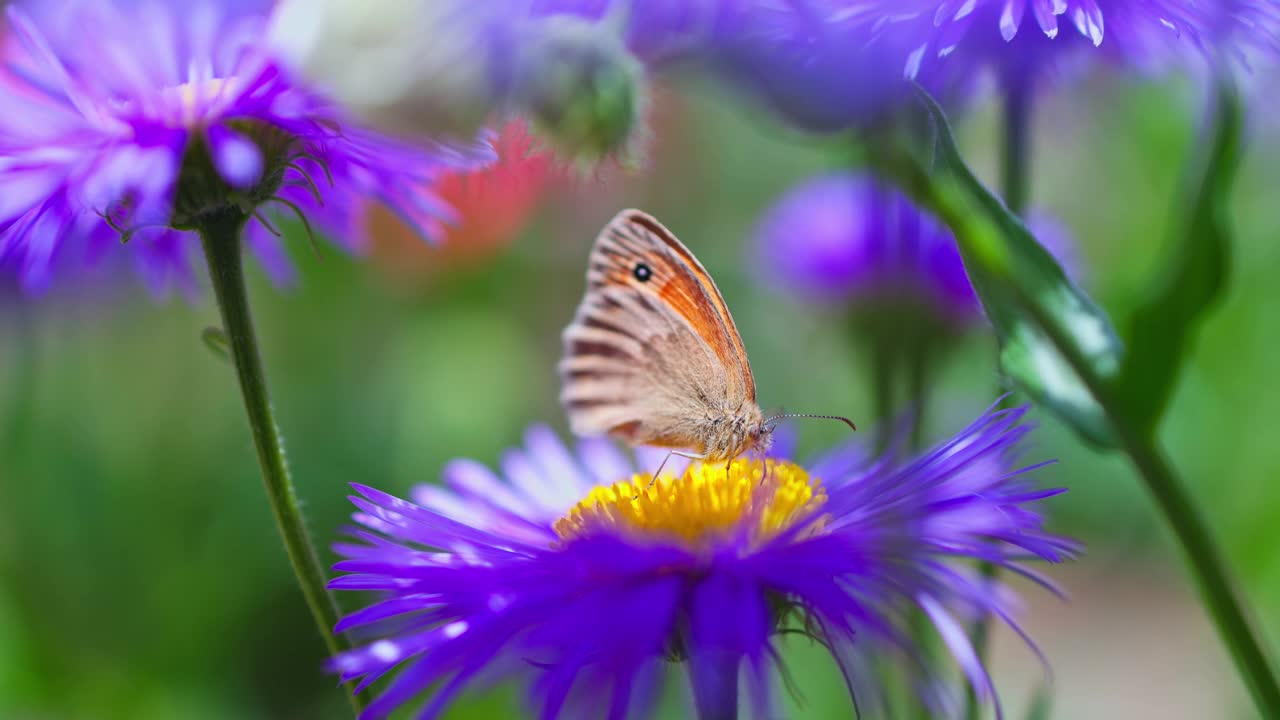 蝴蝶野生昆虫收集蜂蜜从粉红色盛开的花朵在一个花园4k fhd视频视频素材