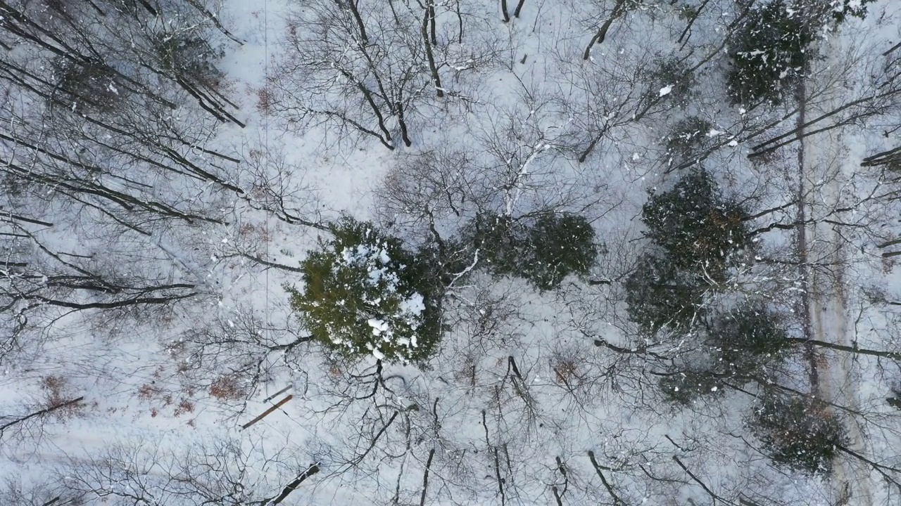 空中雪林视频素材