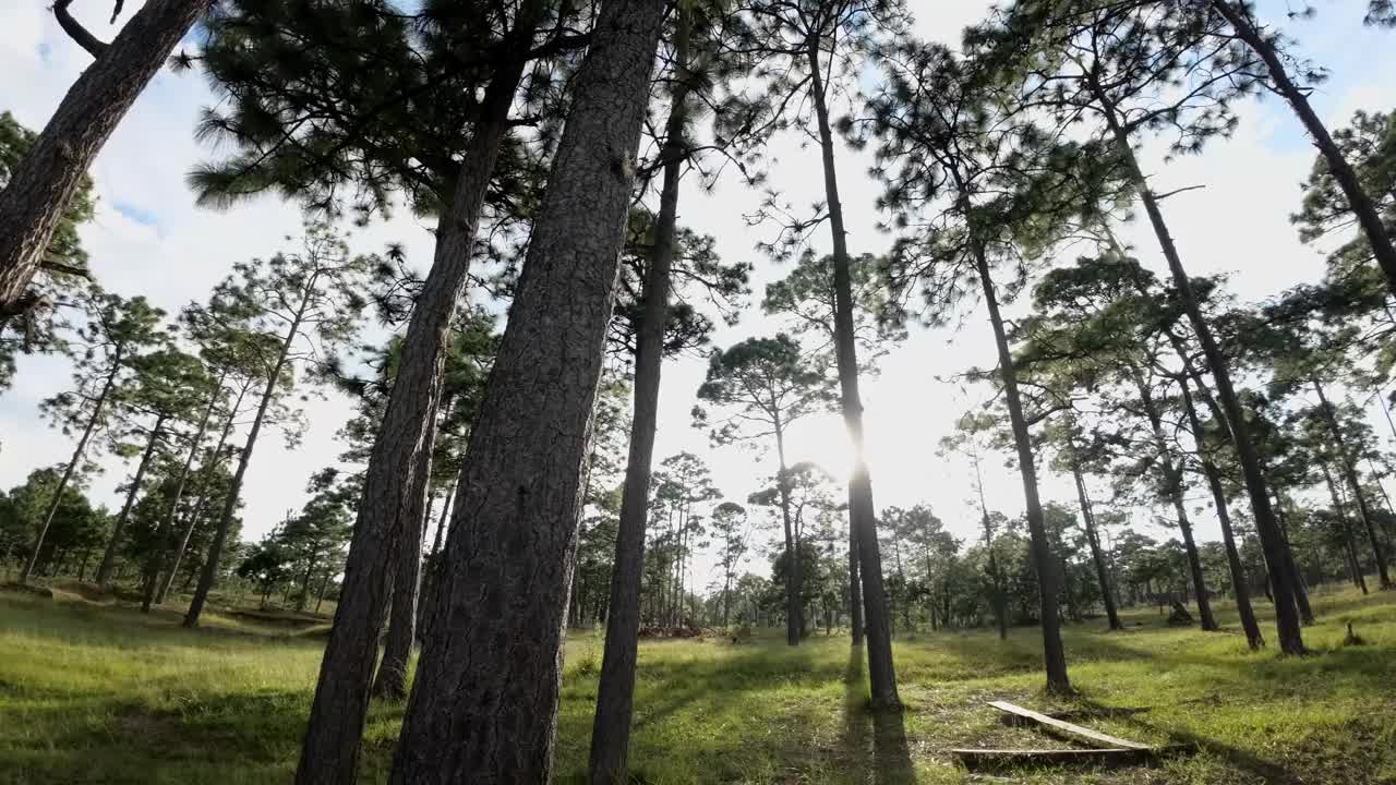 森林和树木与夕阳相映视频下载