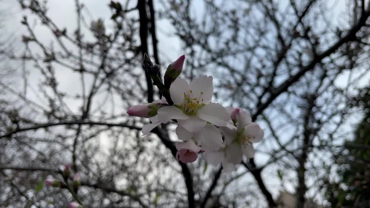 冬天树枝上的春花视频素材