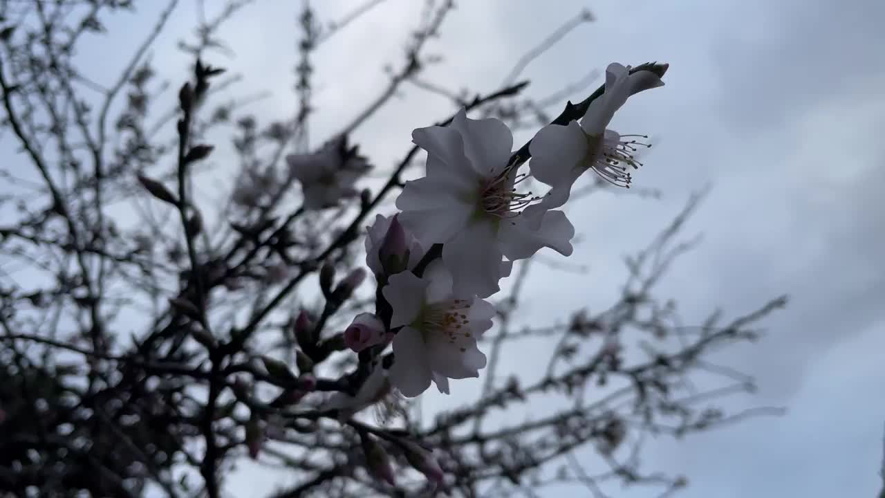 冬天树枝上的春花视频素材