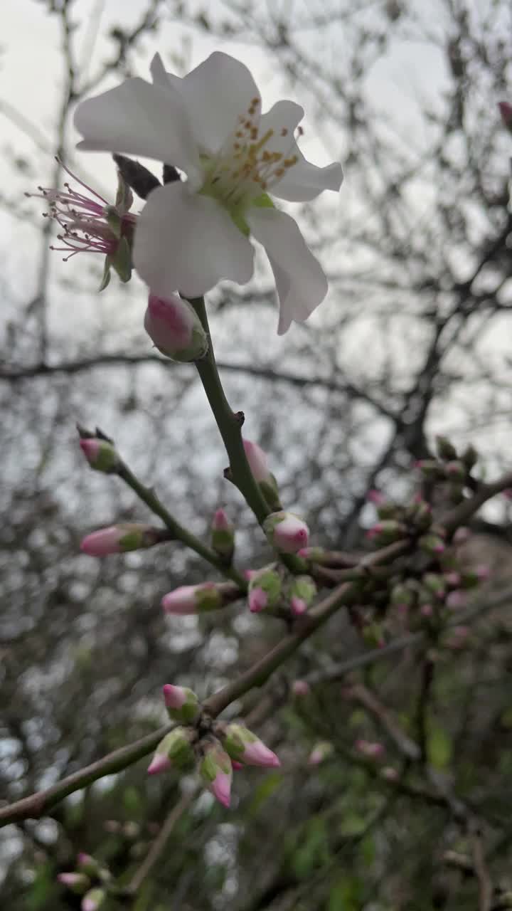 冬天树枝上的春花视频素材