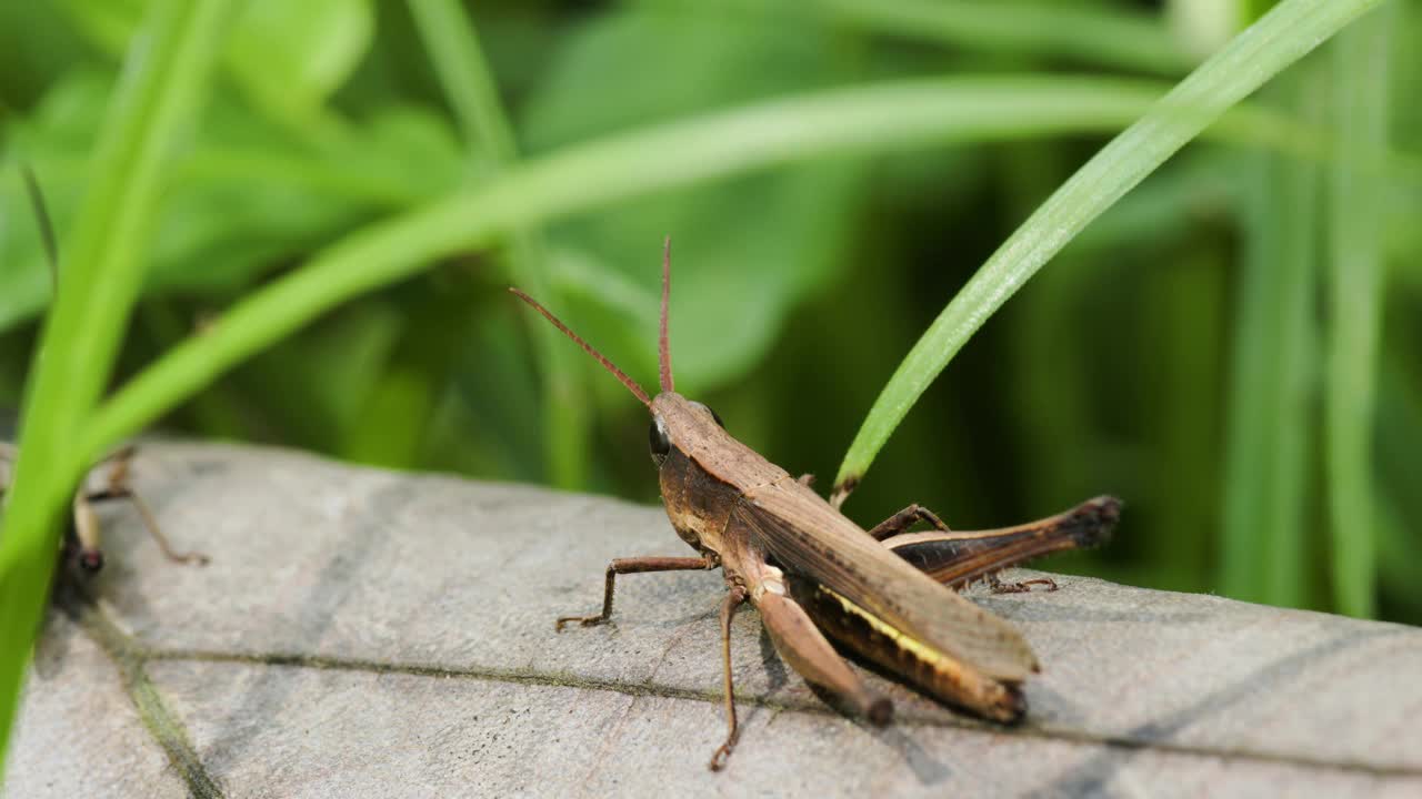 一只棕色的叶蝗(Aiolopus strepens)静静地坐在绿草中的一根木树枝上，是属于蝗科的蚱蜢属视频素材