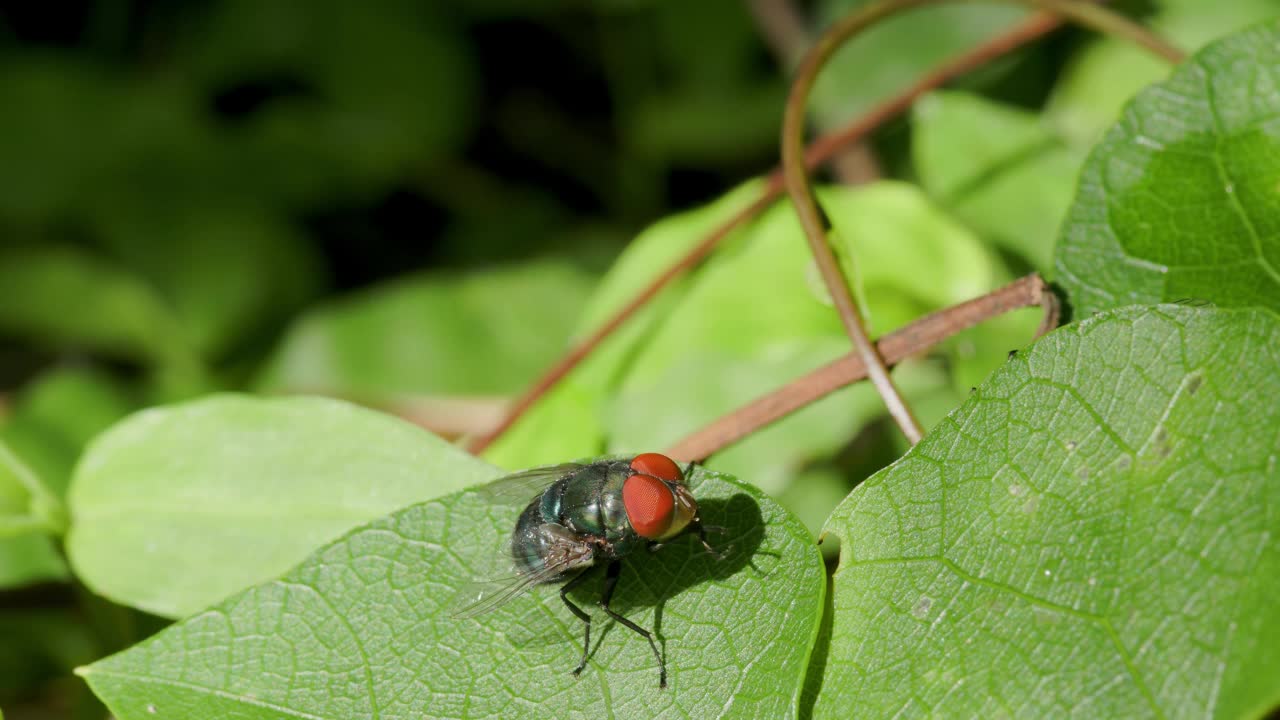 一只普通的绿瓶蝇(Lucilia sericata)栖息在一片绿叶的表面，同时滑动它的前腿视频素材